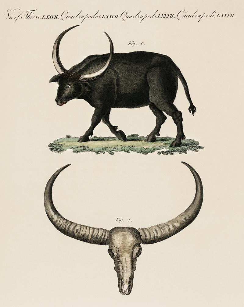 Bilderbuch fur Kinder by Georg Melchior Kraus, published in 1790-1830, an illustration of long horned buffalo and skull. Digitally enhanced from our own original plate. Bilderbuch fur Kinder by Georg Melchior Kraus, published in 1790-1830, an illustration of long horned buffalo and skull.…