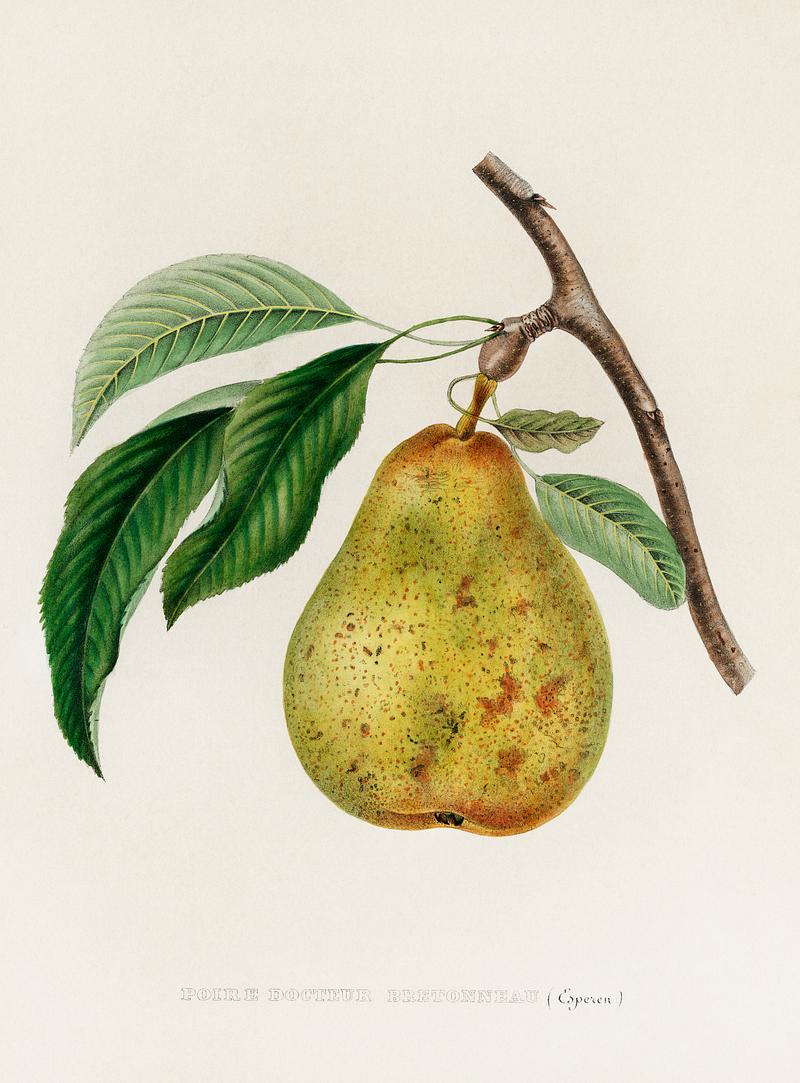 Pyrus communis, a vintage illustration of a pear. Digitally enhanced from our own plate. Pyrus communis, a vintage illustration of a pear. Digitally enhanced from our own plate.