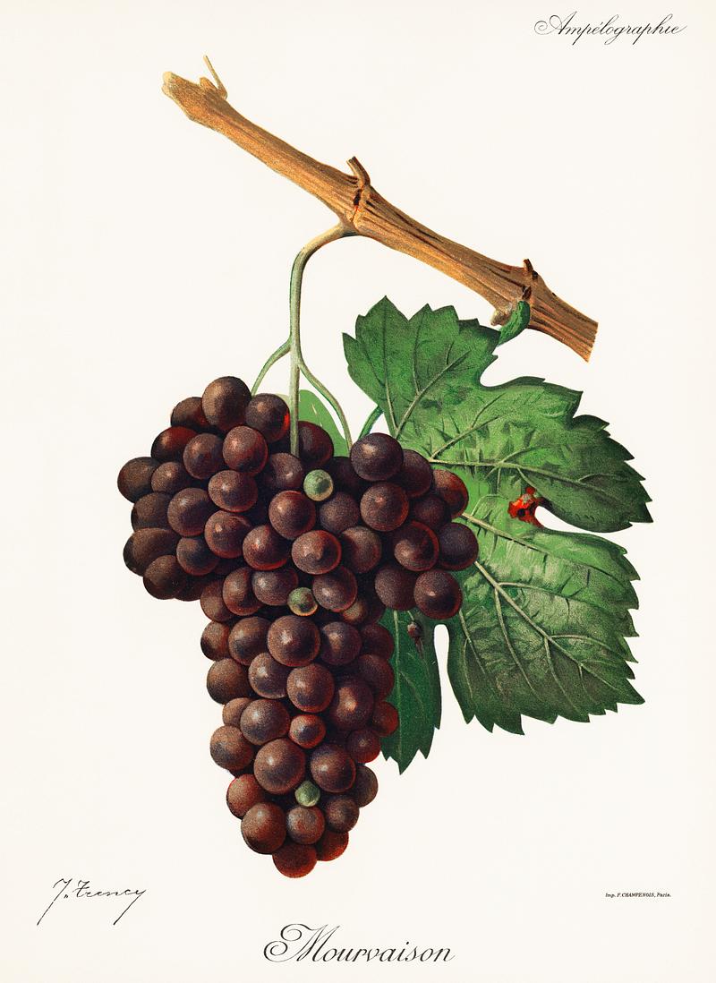 Mourvaison printed in 1910, by Jules Troncy (1855-1915), a vintage lithograph of fresh cluster of grapes. Digitally enhanced from our own original plate. Mourvaison printed in 1910, by Jules Troncy (1855-1915), a vintage lithograph of fresh cluster of grapes. Digitally enhanced…