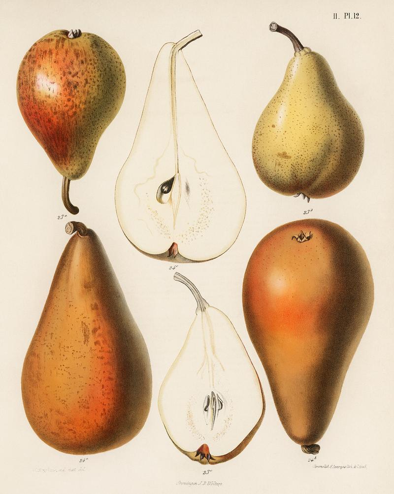 A vintage chromolithograph of fresh pears printed in 1887, by Samuel Berghuis. Digitally enhanced from our own original plate. A vintage chromolithograph of fresh pears printed in 1887, by Samuel Berghuis. Digitally enhanced from our own original…