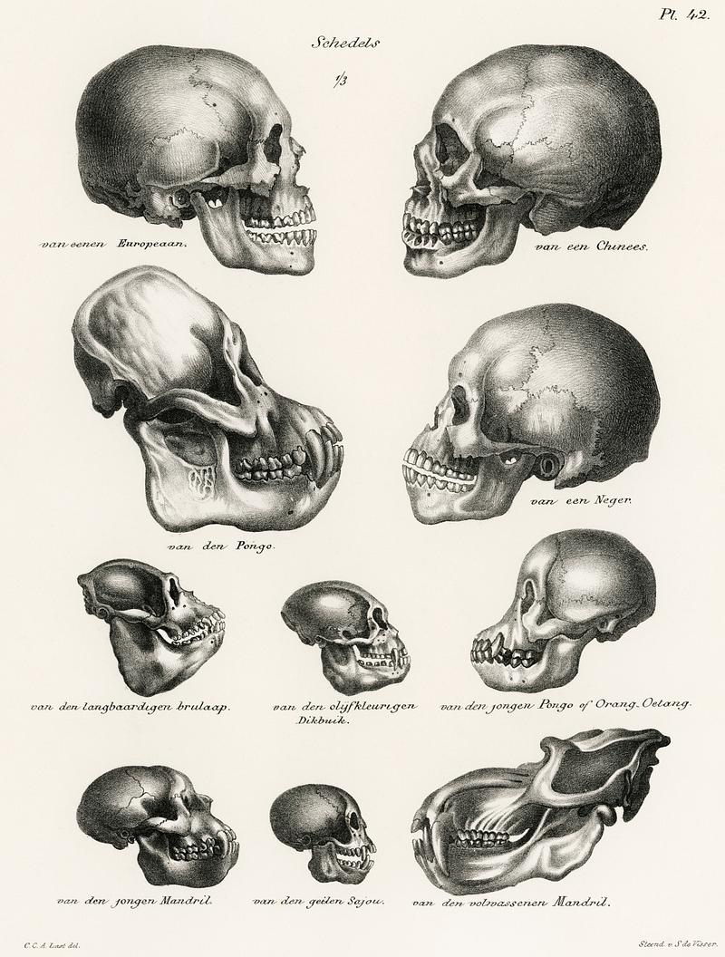 Human Monkey and Ape skulls from Volledige Natuurlijke Historie der Zoogdieren(1845) by schinz de Visser. Digitally enhanced from our own original plate. Human Monkey and Ape skulls from Volledige Natuurlijke Historie der Zoogdieren(1845) by schinz de Visser. Digitally enhanced…