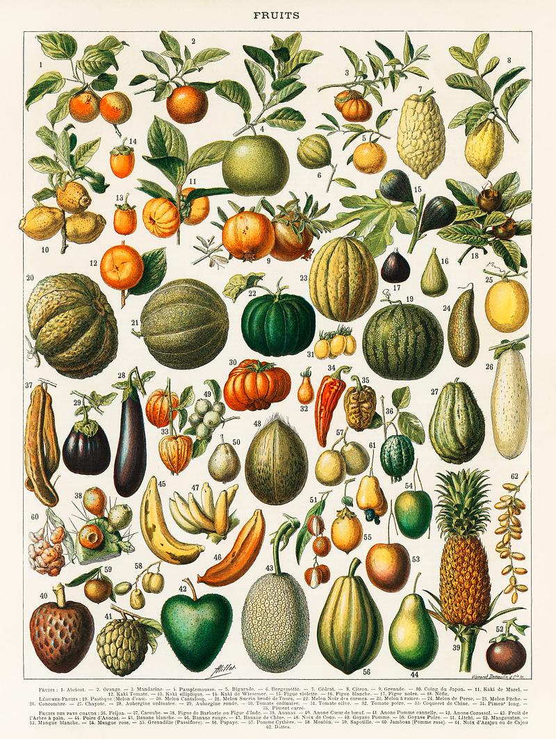 A vintage illustration of a wide variety of fruits and vegetables from the book, Nouveau Larousse Illustre (1898), by Larousse, Pierre, Augé and Claude, Digitally enhanced from our own antique chromolithograph. A vintage illustration of a wide variety of fruits and vegetables from the book, Nouveau Larousse Illustre (1898), by…