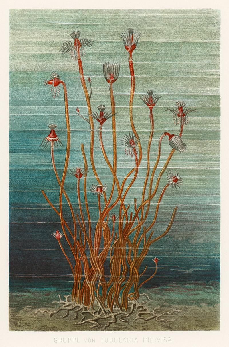 Group of Tubularis Indivisa (1884) by Eduard Oscar Schmidt, an unusual aquatic life form. Digitally enhanced from our own original chromolithographic plate. Group of Tubularis Indivisa (1884) by Eduard Oscar Schmidt, an unusual aquatic life form. Digitally enhanced from our own…