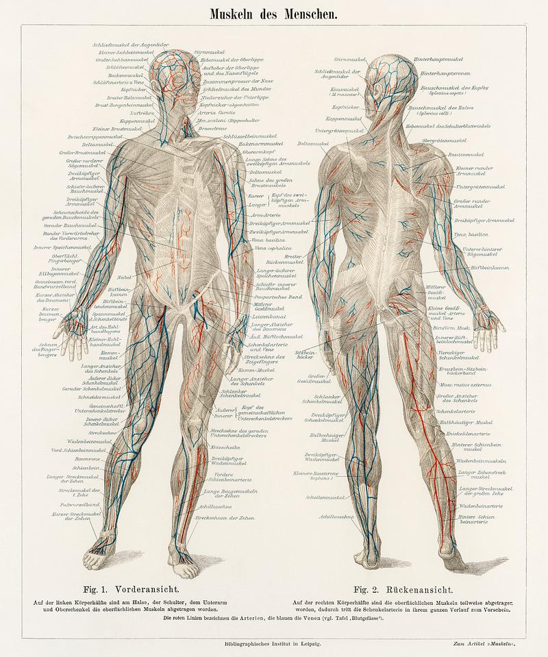 An antique lithograph of the human musculature system from the encyclopedia, Meyers Konversations Lexikon (1894). Digitally enhanced from our own original plate. An antique lithograph of the human musculature system from the encyclopedia, Meyers Konversations Lexikon (1894). Digitally…
