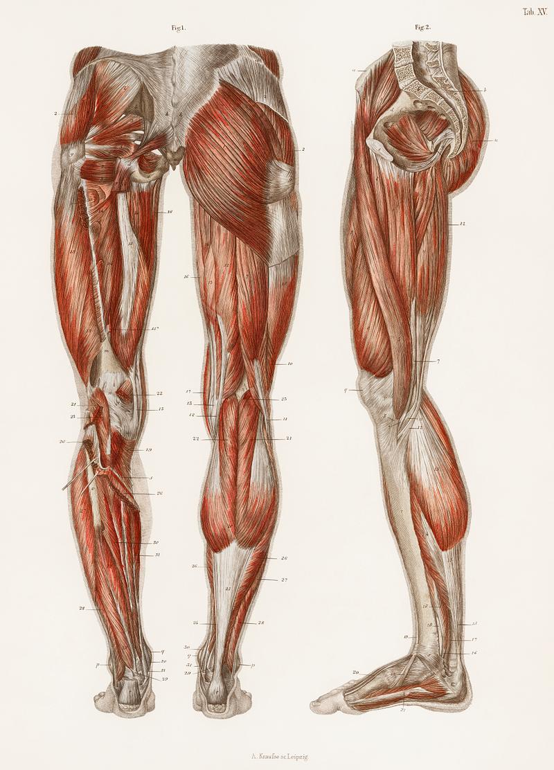 The muscles of the legs An antique illustration of the muscles of the legs and feet from the anatomical textbook, Hand Atlas Der Anatomie Des…