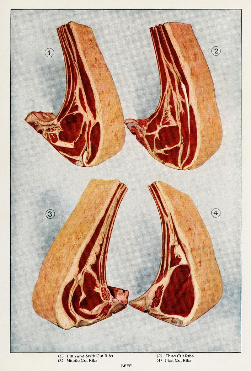 Beef Ribs from the book, The Grocer’s Encyclopedia (1911). Digitally enhanced from our antique plate. Beef Ribs from the book, The Grocer’s Encyclopedia (1911). Digitally enhanced from our antique plate.