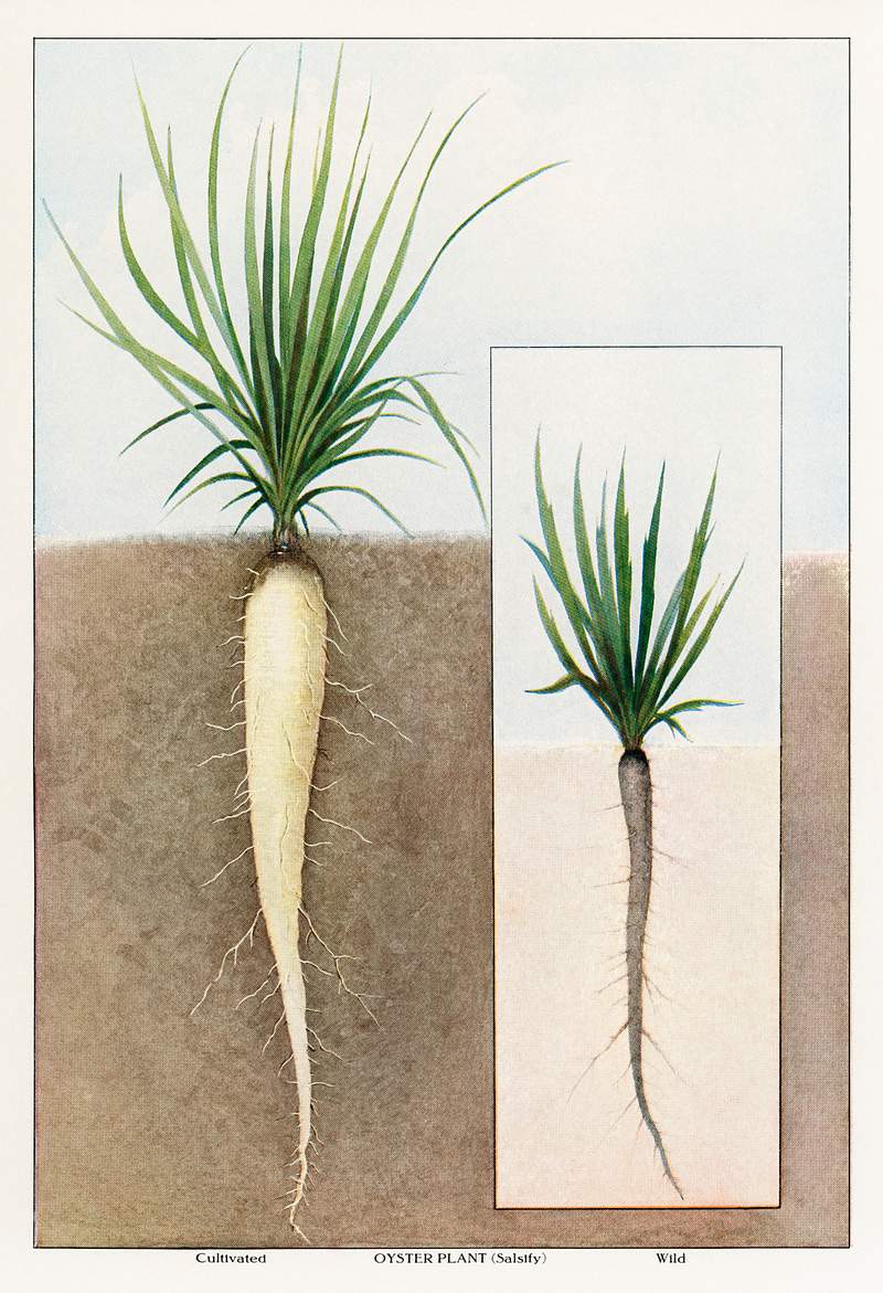 The Grocer's Encyclopedia (1911), an illustrated comparison between a cultivated oyster plant and a wild one. Digitally…