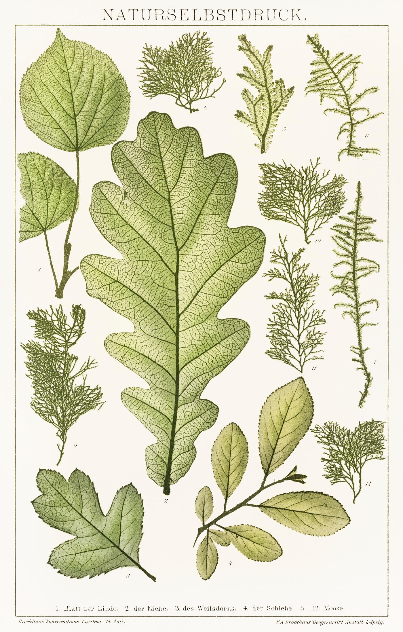 An arrangement of nature painting of various leaves with unique designs from the book, Konversationslexikon (1894).... An arrangement of nature painting of various leaves with unique designs from the book, Konversationslexikon (1894)....
