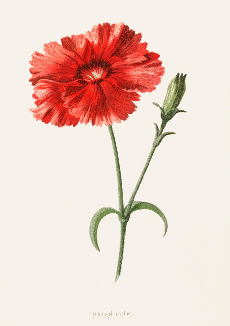 Indian Pink by Frederick Edward Hulme (1841-1909), a vintage chromolithograph of Indian pink flower. Digitally enhanced from our own original plate. Indian Pink by Frederick Edward Hulme (1841-1909), a vintage chromolithograph of Indian pink flower. Digitally enhanced from…