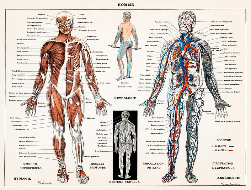 An antique illustration of a human nervous system and muscular system (1900) by Larousse, Pierre; Augé and Claude. Digitally enhanced from our own original plate. An antique illustration of a human nervous system and muscular system (1900) by Larousse, Pierre; Augé and Claude. Digitally…