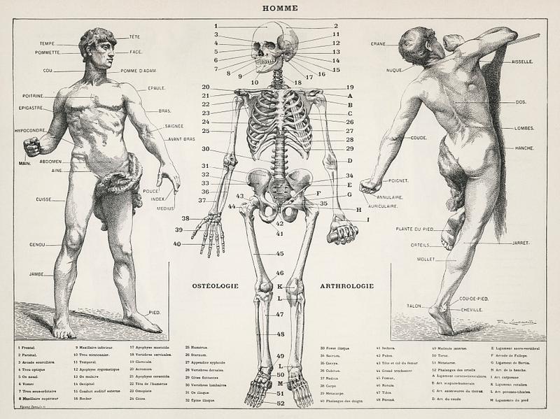 An antique illustration of the human body (1900) by Larousse, Pierre; Augé and Claude. Digitally enhanced from our own original plate. An antique illustration of the human body (1900) by Larousse, Pierre; Augé and Claude. Digitally enhanced from our own…