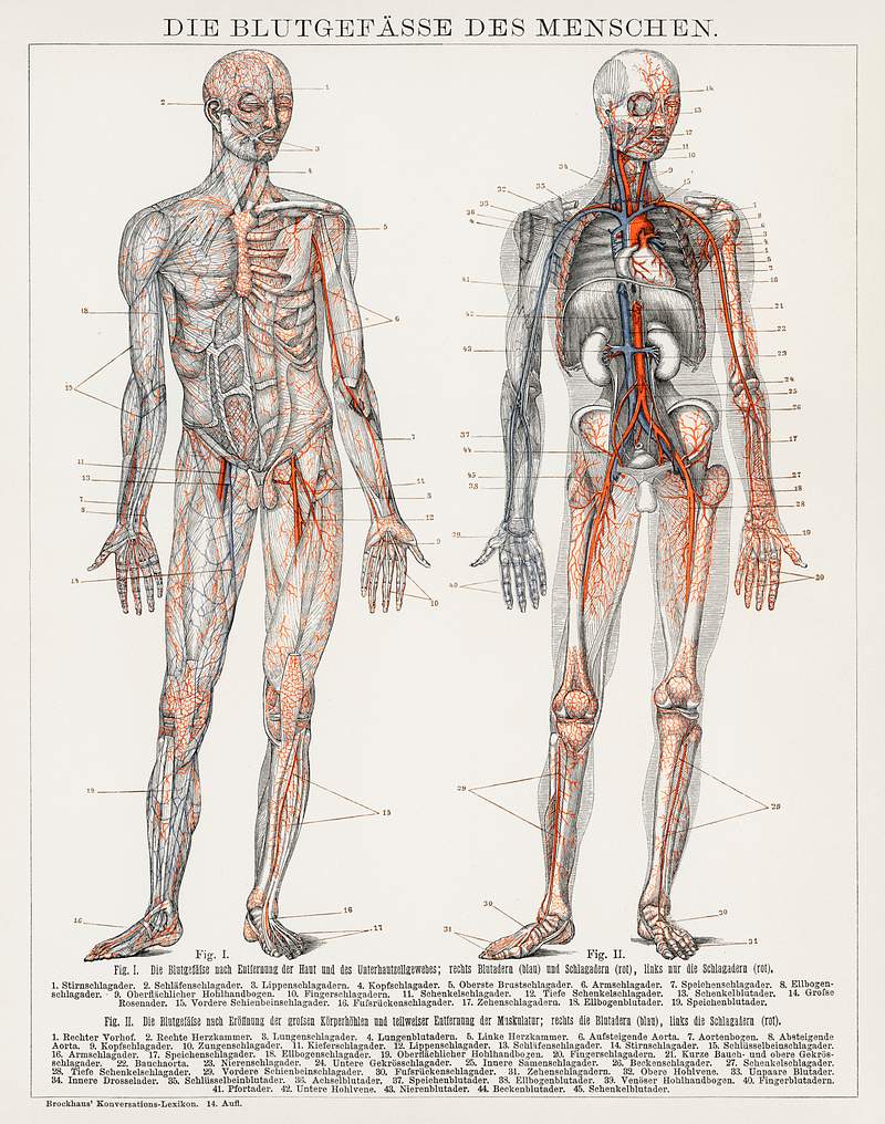 Die Blutgefasse Des Menschen (1898), an antique lithograph of the human blood vessels and cardiovascular system. Digitally enhanced from the original plate. Die Blutgefasse Des Menschen (1898), an antique lithograph of the human blood vessels and cardiovascular system. Digitally…