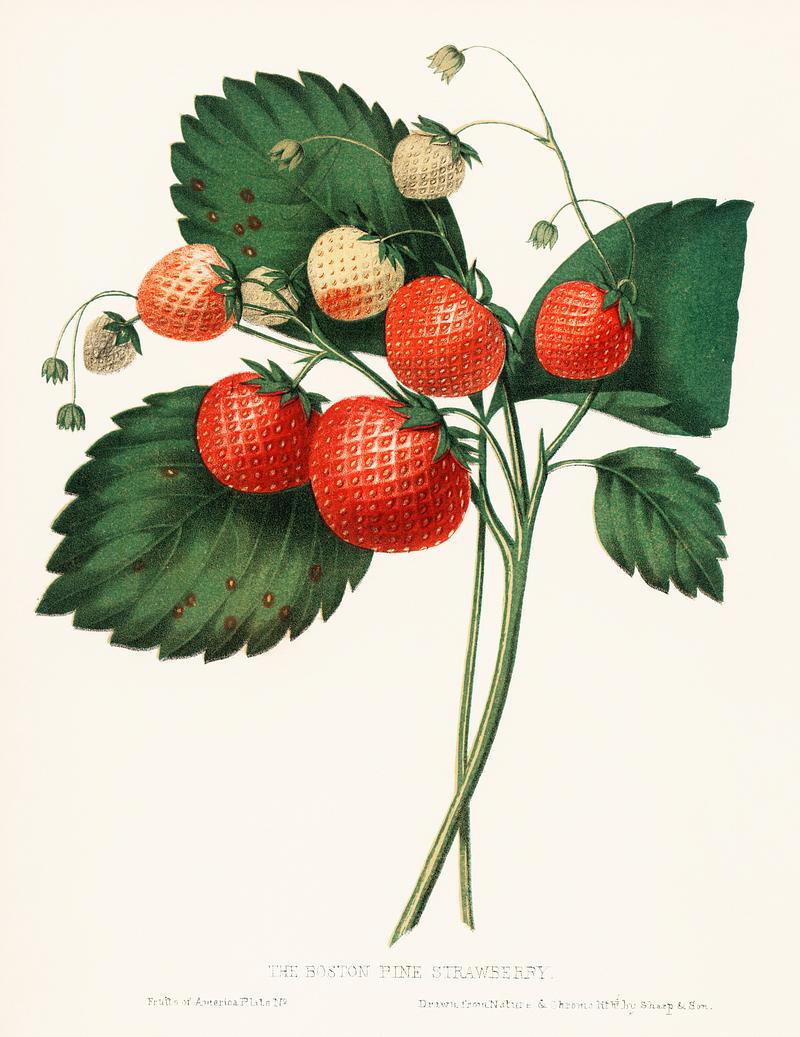 The Boston Pine Strawberry (1852) by Charles Hovey, a vintage illustration of fresh strawberries. Digitally enhanced from our own original plate. The Boston Pine Strawberry (1852) by Charles Hovey, a vintage illustration of fresh strawberries. Digitally enhanced from our…