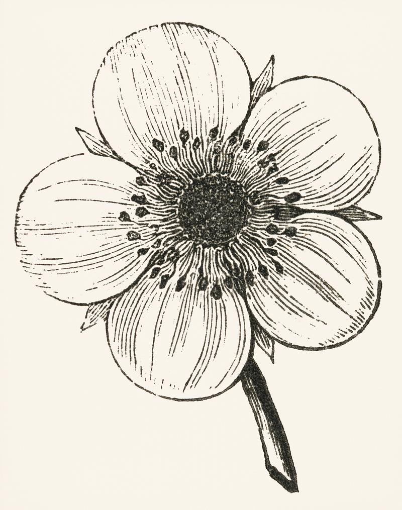 Vintage flower illustration. Digitally enhanced from our own original plate. Vintage flower illustration. Digitally enhanced from our own original plate.