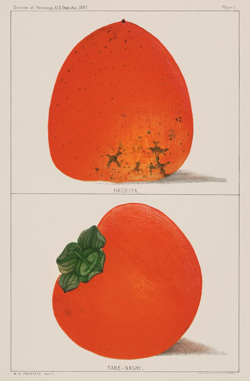 A vintage illustration of fresh persimmons from the book Commissioner of Agriculture (1887). Digitally enhanced from our own original plate. A vintage illustration of fresh persimmons from the book Commissioner of Agriculture (1887). Digitally enhanced from our own…