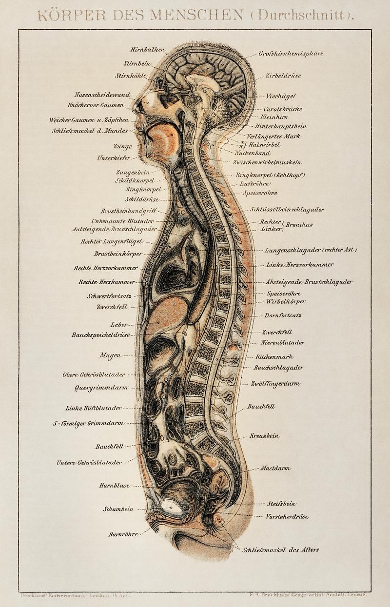 Korpers Des Menschen (1898), an antique lithograph of an anatomy chart of a human body showcasing its internal system. Digitally enhanced from our own original plate. Korpers Des Menschen (1898), an antique lithograph of an anatomy chart of a human body showcasing its internal system.…