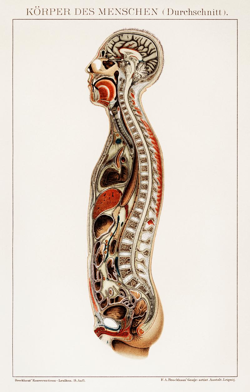 Korpers Des Menschen (1898), an antique lithograph of an anatomy chart of a human body showcasing its internal system. Digitally enhanced from our own original plate. Korpers Des Menschen (1898), an antique lithograph of an anatomy chart of a human body showcasing its internal system.…