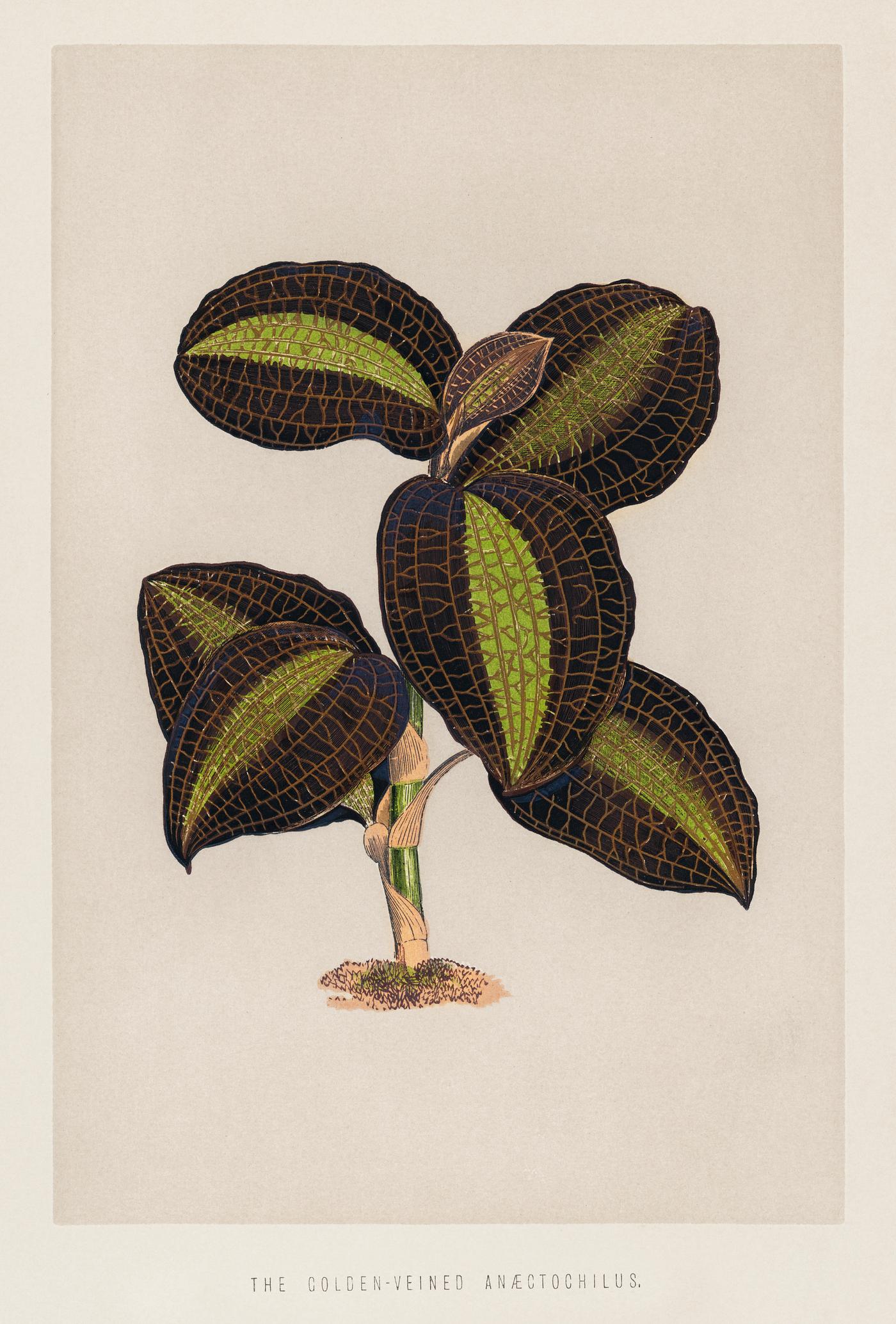 The Golden - Veined Anaectochilus print from the book Gems of Nature and Art (1870), a vintage botany print of gorgeously... The Golden - Veined Anaectochilus print from the book Gems of Nature and Art (1870), a vintage botany print of gorgeously...