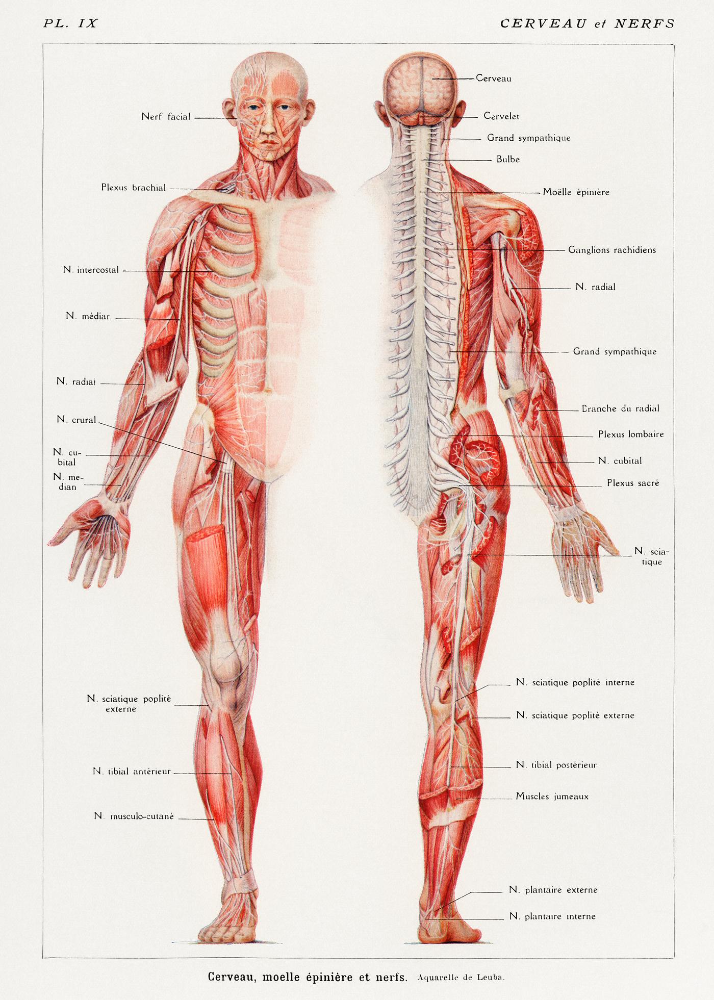 An antique illustration of the human nervous system by Galtier-Boissière and Émile (1912). Digitally enhanced from our own... An antique illustration of the human nervous system by Galtier-Boissière and Émile (1912). Digitally enhanced from our own...