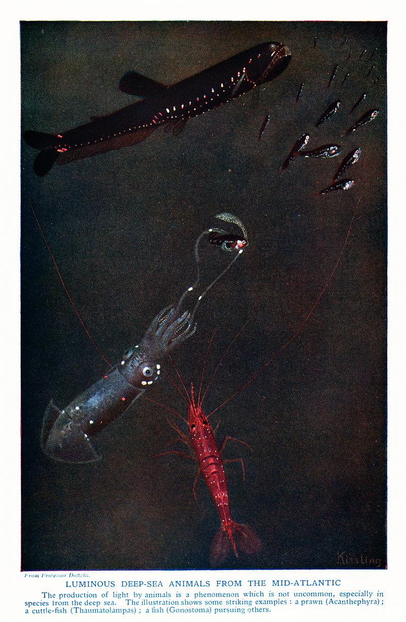Luminous deep-sea animals from the Mid-Atlantic from The outline of science, Fourth Volumn (1922) by Professor Doflein. Digitally enhanced from our own original plate. Luminous deep-sea animals from the Mid-Atlantic from The outline of science, Fourth Volumn (1922) by Professor Doflein.…
