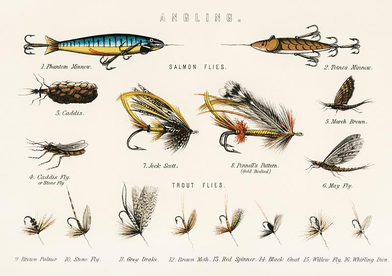 Angling baits from British Fresh Water Fishes (1879). Digitally enhanced from our own original plate. Angling baits from British Fresh Water Fishes (1879). Digitally enhanced from our own original plate.