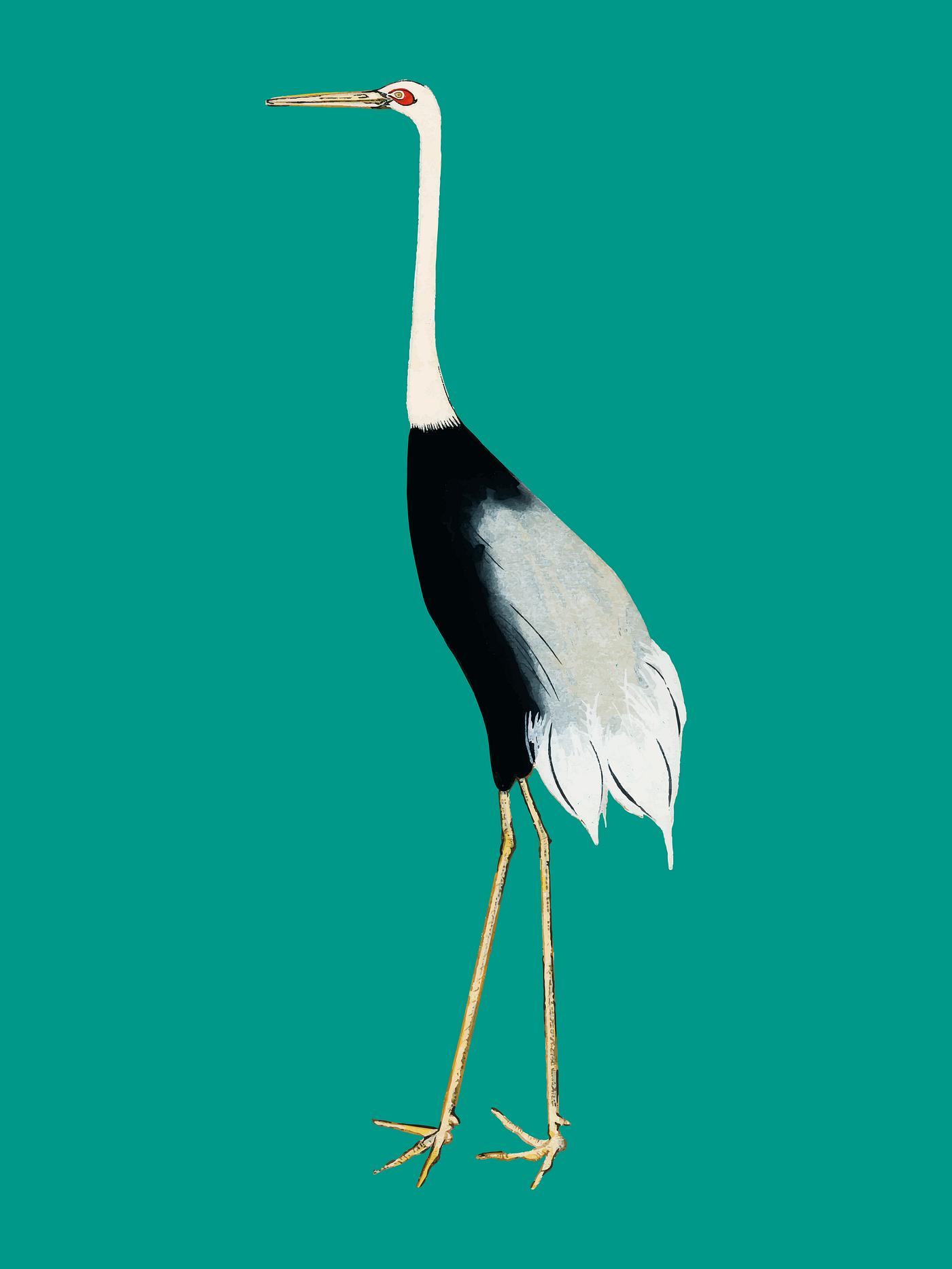 A traditional portrait of a flock of beautiful Japanese red crown crane by Ogata Korin (1658-1716). Digitally enhanced by... A traditional portrait of a flock of beautiful Japanese red crown crane by Ogata Korin (1658-1716). Digitally enhanced by...