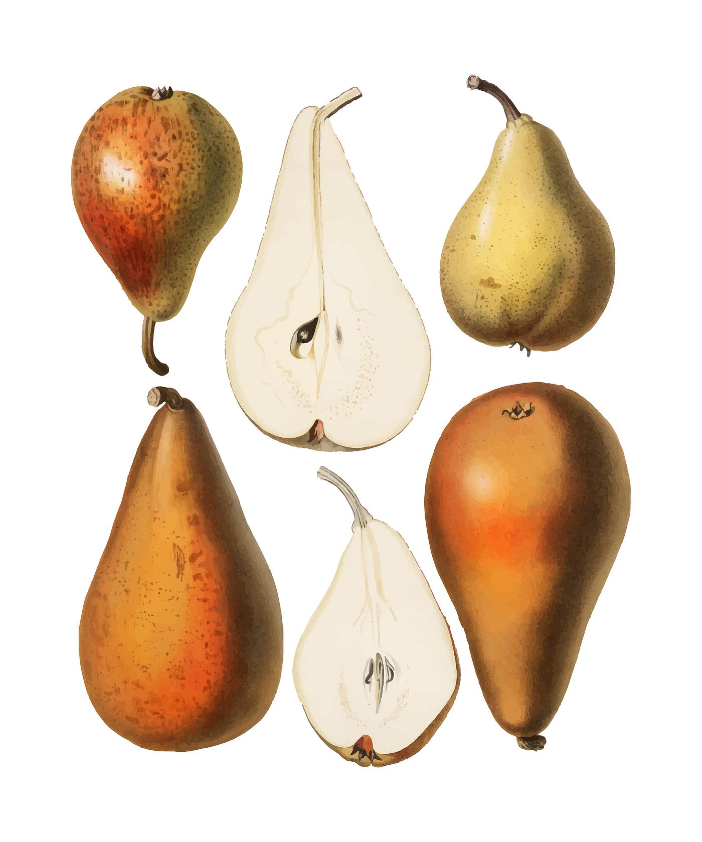 A vintage chromolithograph of fresh pears printed in 1887, by Samuel Berghuis. Digitally enhanced by rawpixel. A vintage chromolithograph of fresh pears printed in 1887, by Samuel Berghuis. Digitally enhanced by rawpixel.