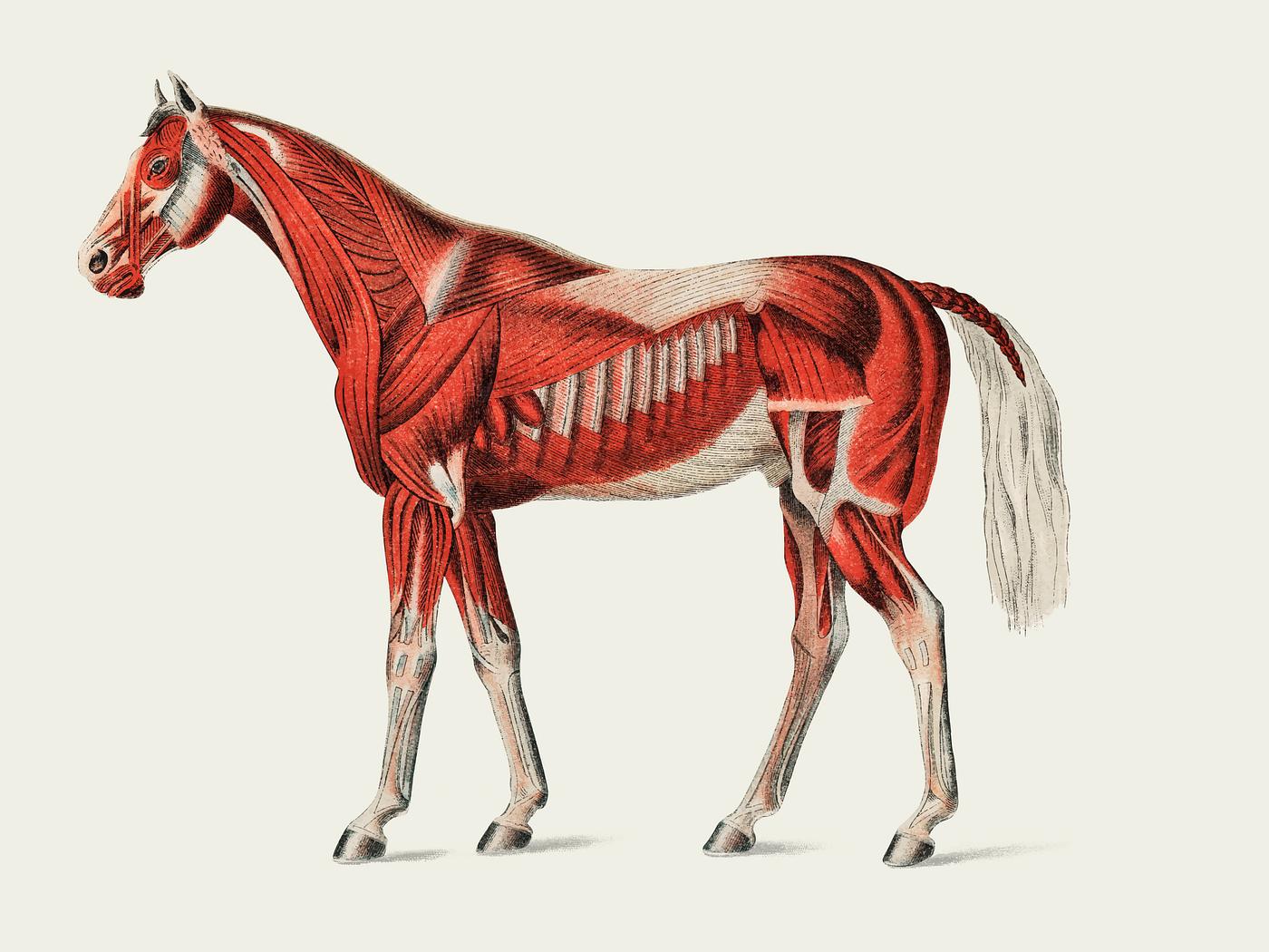 Superficial Layer of Muscles by an unknown artist (1904), a medical illustration of equine muscular system. Digitally... Superficial Layer of Muscles by an unknown artist (1904), a medical illustration of equine muscular system. Digitally...
