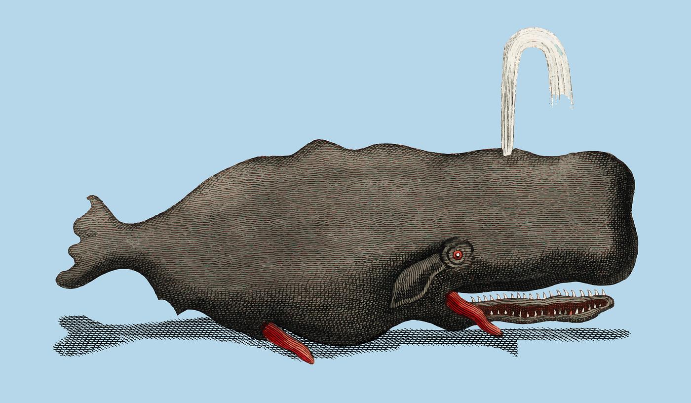 Entertainments from Natural History - Fish (1798), an erected sperm whale shooting up water through a blowhole. Digitally... Entertainments from Natural History - Fish (1798), an erected sperm whale shooting up water through a blowhole. Digitally...