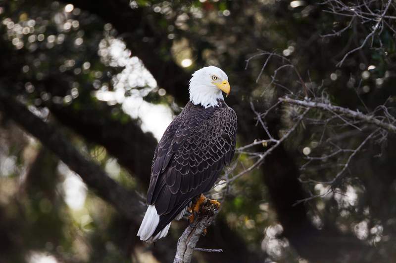 A bald eagle is perched in a tree near the… | Free public domain photo A bald eagle is perched in a tree near the Shuttle Landing Facility at NASA's Kennedy Space Center in Florida. Original from…