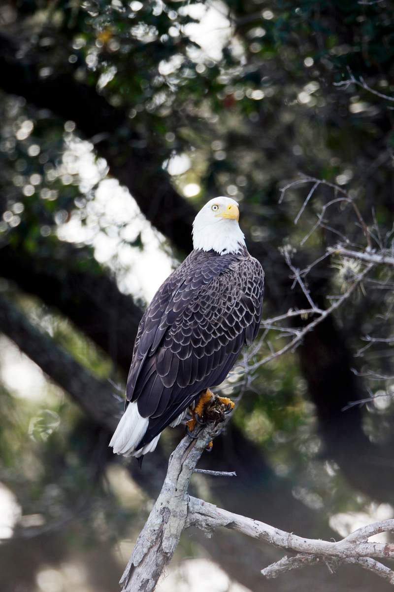 A bald eagle is perched in a tree near the… | Free public domain photo A bald eagle is perched in a tree near the Shuttle Landing Facility at NASA's Kennedy Space Center in Florida. Original from…