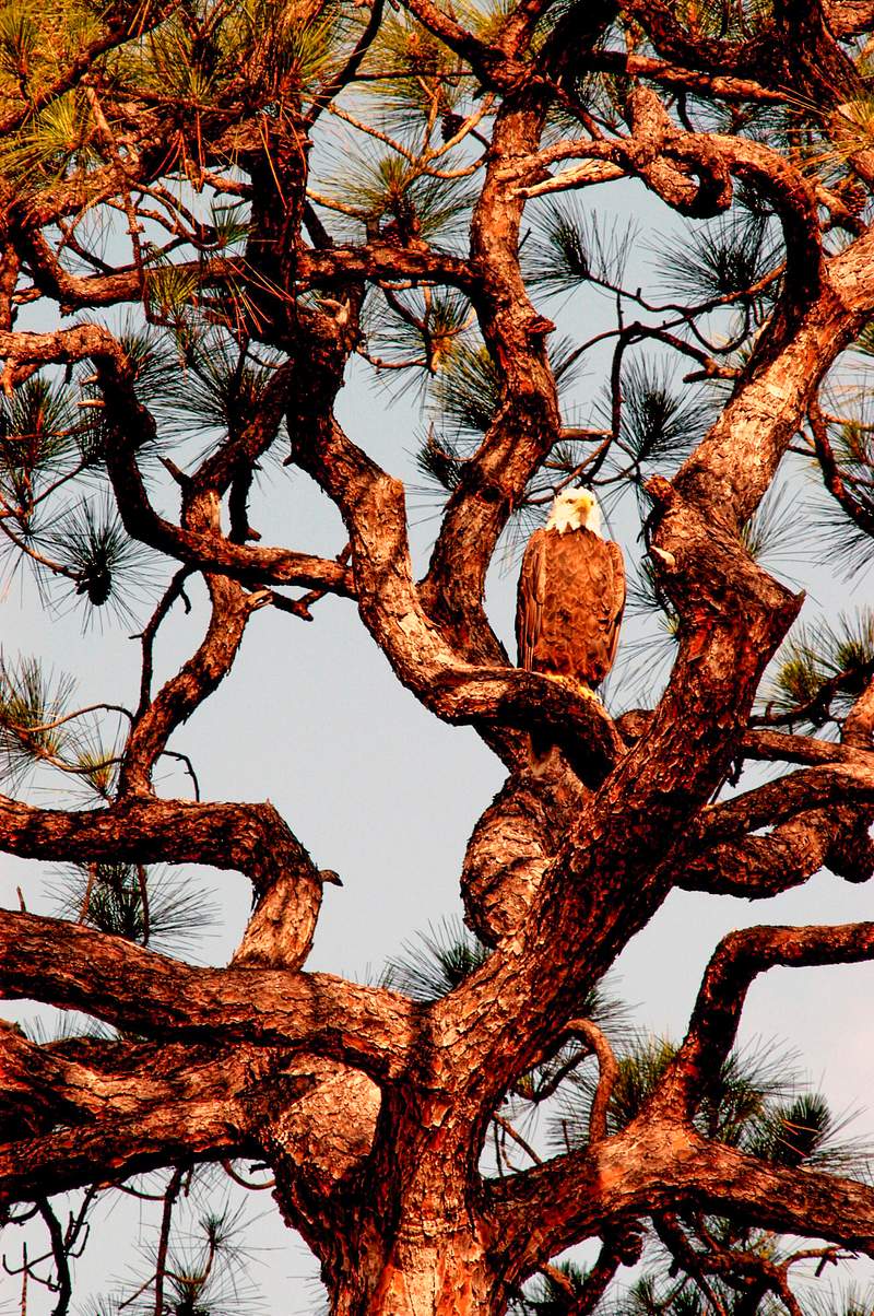 A female bald eagle looks over her… | Free public domain photo A female bald eagle looks over her surroundings from the perspective of a tall pine tree. Original from NASA . Digitally…