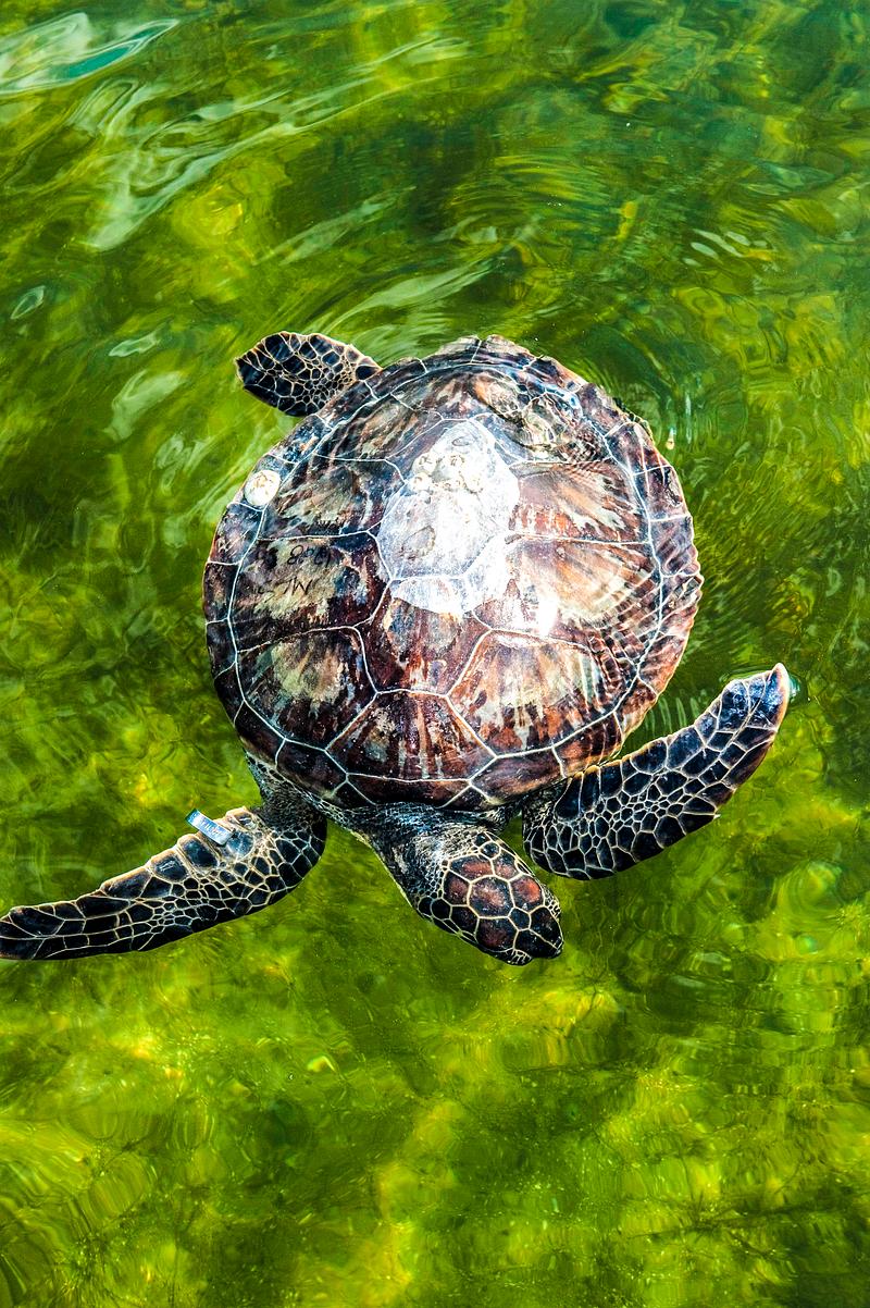 Green sea turtle An endangered green sea turtle is released into the Mosquito Lagoon. Original from NASA. Digitally enhanced by rawpixel.