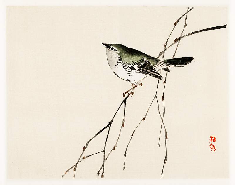 Tit by Kōno Bairei (1844-1895). Digitally enhanced from our own original 1913 edition of Bairei Gakan.