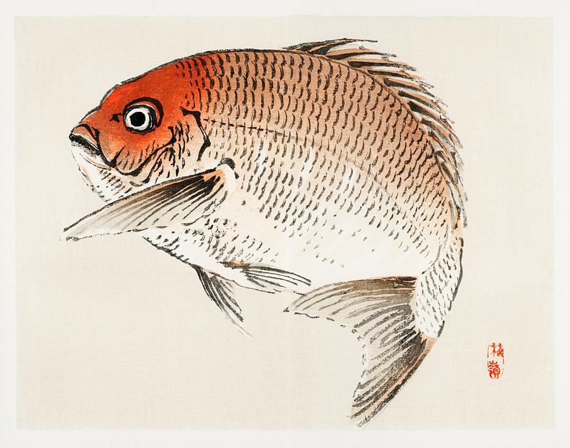Tai (Red Seabream) fish by Kōno Bairei (1844-1895). Digitally enhanced from our own original 1913 edition of Bairei Gakan. Tai (Red Seabream) fish by Kōno Bairei (1844-1895). Digitally enhanced from our own original 1913 edition of Bairei Gakan.