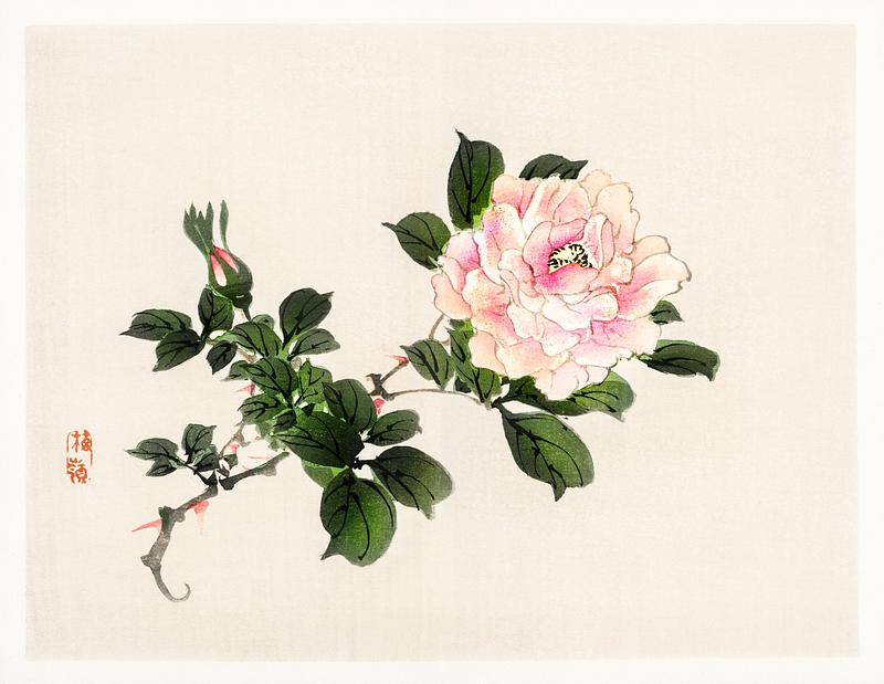 Pink rose by Kōno Bairei (1844-1895). Digitally enhanced from our own original 1913 edition of Bairei Gakan. Pink rose by Kōno Bairei (1844-1895). Digitally enhanced from our own original 1913 edition of Bairei Gakan.