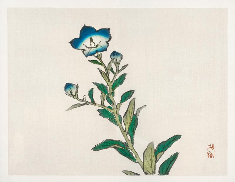 Morning glory by Kōno Bairei (1844-1895). Digitally enhanced from our own original 1913 edition of Bairei Gakan. Morning glory by Kōno Bairei (1844-1895). Digitally enhanced from our own original 1913 edition of Bairei Gakan.