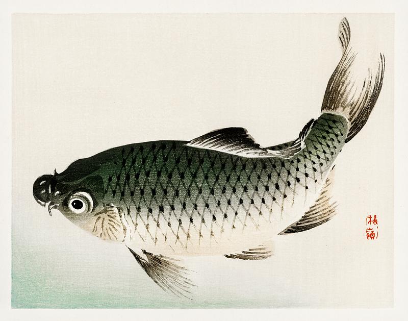 Carp by Kōno Bairei (1844-1895). Digitally enhanced from our own original 1913 edition of Bairei Gakan. Carp by Kōno Bairei (1844-1895). Digitally enhanced from our own original 1913 edition of Bairei Gakan.
