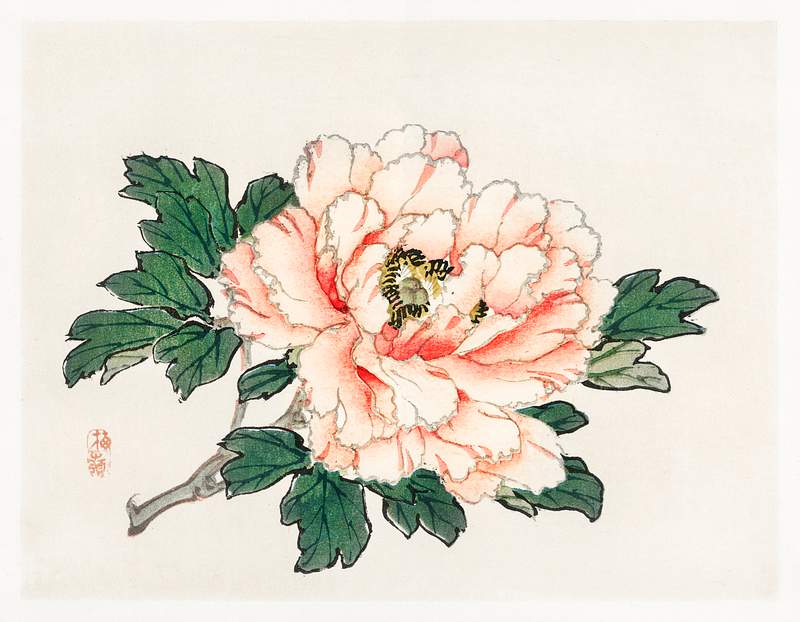 Pink rose by Kōno Bairei (1844-1895). Digitally enhanced from our own original 1913 edition of Barei Gakan.