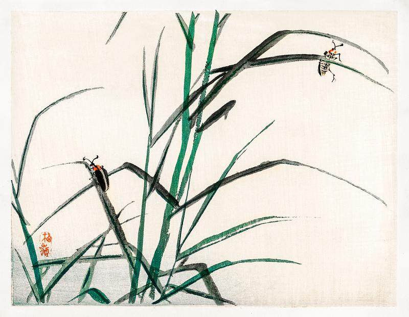 Beetles by Kōno Bairei (1844-1895). Digitally enhanced from our own original 1913 edition of Barei Gakan. Beetles by Kōno Bairei (1844-1895). Digitally enhanced from our own original 1913 edition of Barei Gakan.