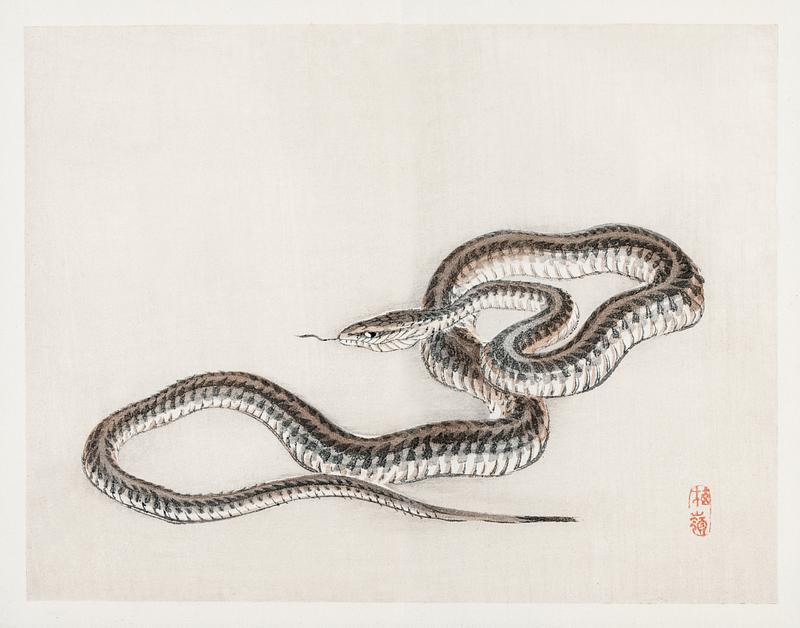 Snake by Kōno Bairei (1844-1895). Digitally enhanced from our own original 1913 edition of Barei Gakan. Snake by Kōno Bairei (1844-1895). Digitally enhanced from our own original 1913 edition of Barei Gakan.