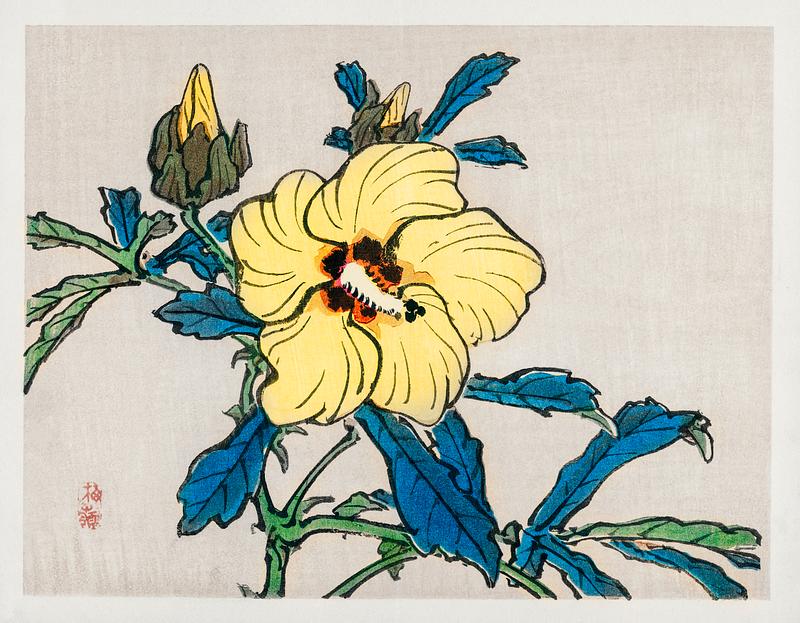 Hibiscus by Kōno Bairei (1844-1895). Digitally enhanced from our own original 1913 edition of Barei Gakan. Hibiscus by Kōno Bairei (1844-1895). Digitally enhanced from our own original 1913 edition of Barei Gakan.