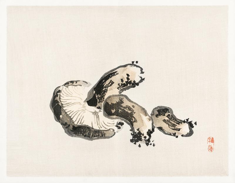 Shitake mushroom by Kōno Bairei (1844-1895). Digitally enhanced from our own original 1913 edition of Barei Gakan. Shitake mushroom by Kōno Bairei (1844-1895). Digitally enhanced from our own original 1913 edition of Barei Gakan.