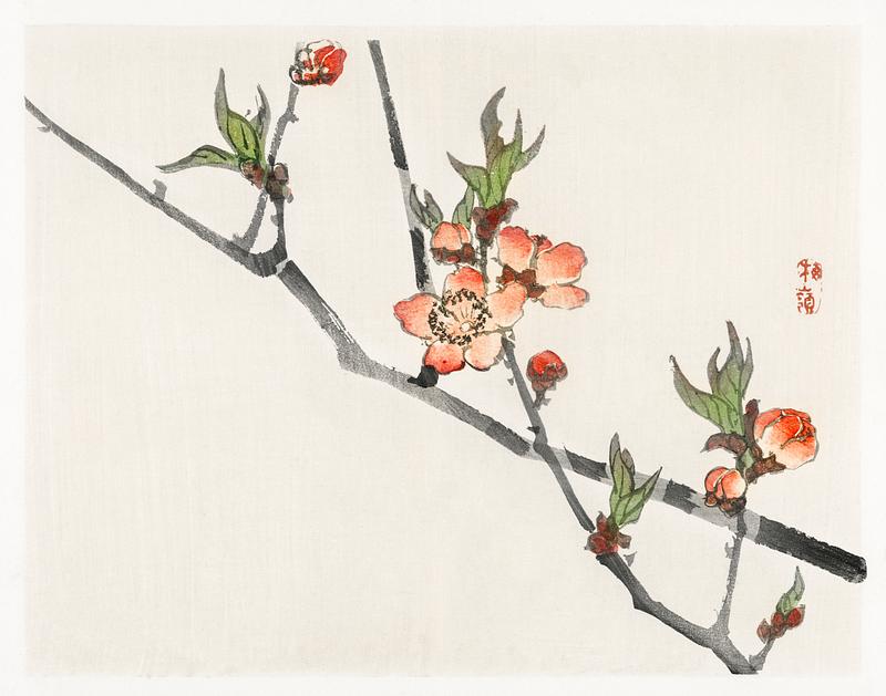 Peach by Kōno Bairei (1844-1895). Digitally enhanced from our own original 1913 edition of Barei Gakan. Peach by Kōno Bairei (1844-1895). Digitally enhanced from our own original 1913 edition of Barei Gakan.