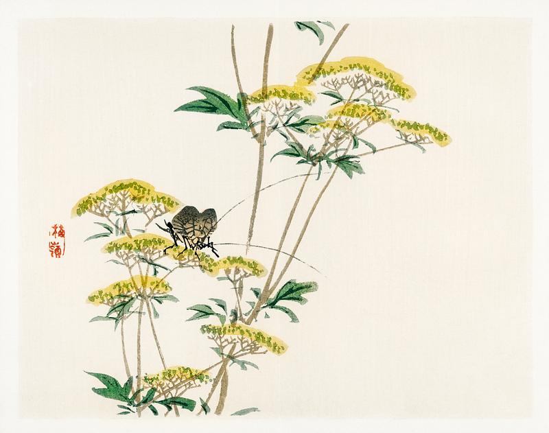Flannel flower (Actinotus helianthi) by Kōno Bairei (1844-1895). Digitally enhanced from our own original 1913 edition of Barei Gakan. Flannel flower (Actinotus helianthi) by Kōno Bairei (1844-1895). Digitally enhanced from our own original 1913 edition of…