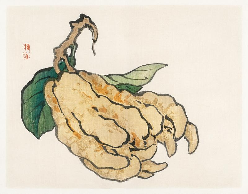 Etrog by Kōno Bairei (1844-1895). Digitally enhanced from our own original 1913 edition of Barei Gakan. Etrog by Kōno Bairei (1844-1895). Digitally enhanced from our own original 1913 edition of Barei Gakan.