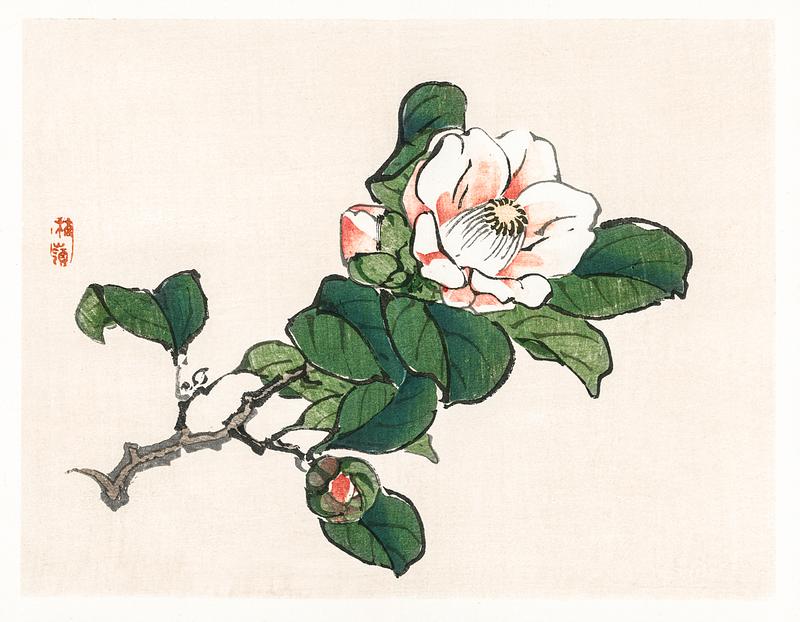 Camelia by Kōno Bairei (1844-1895) Digitally enhanced from our own original 1913 edition. Camelia by Kōno Bairei (1844-1895) Digitally enhanced from our own original 1913 edition.