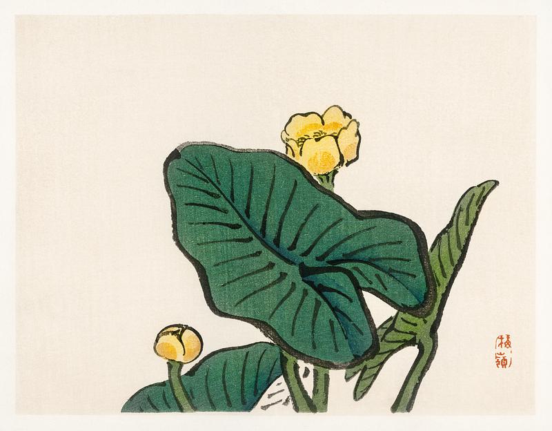 Water-lily by Kōno Bairei (1844-1895). Digitally enhanced from our own original 1913 edition of Barei Gakan. Water-lily by Kōno Bairei (1844-1895). Digitally enhanced from our own original 1913 edition of Barei Gakan.