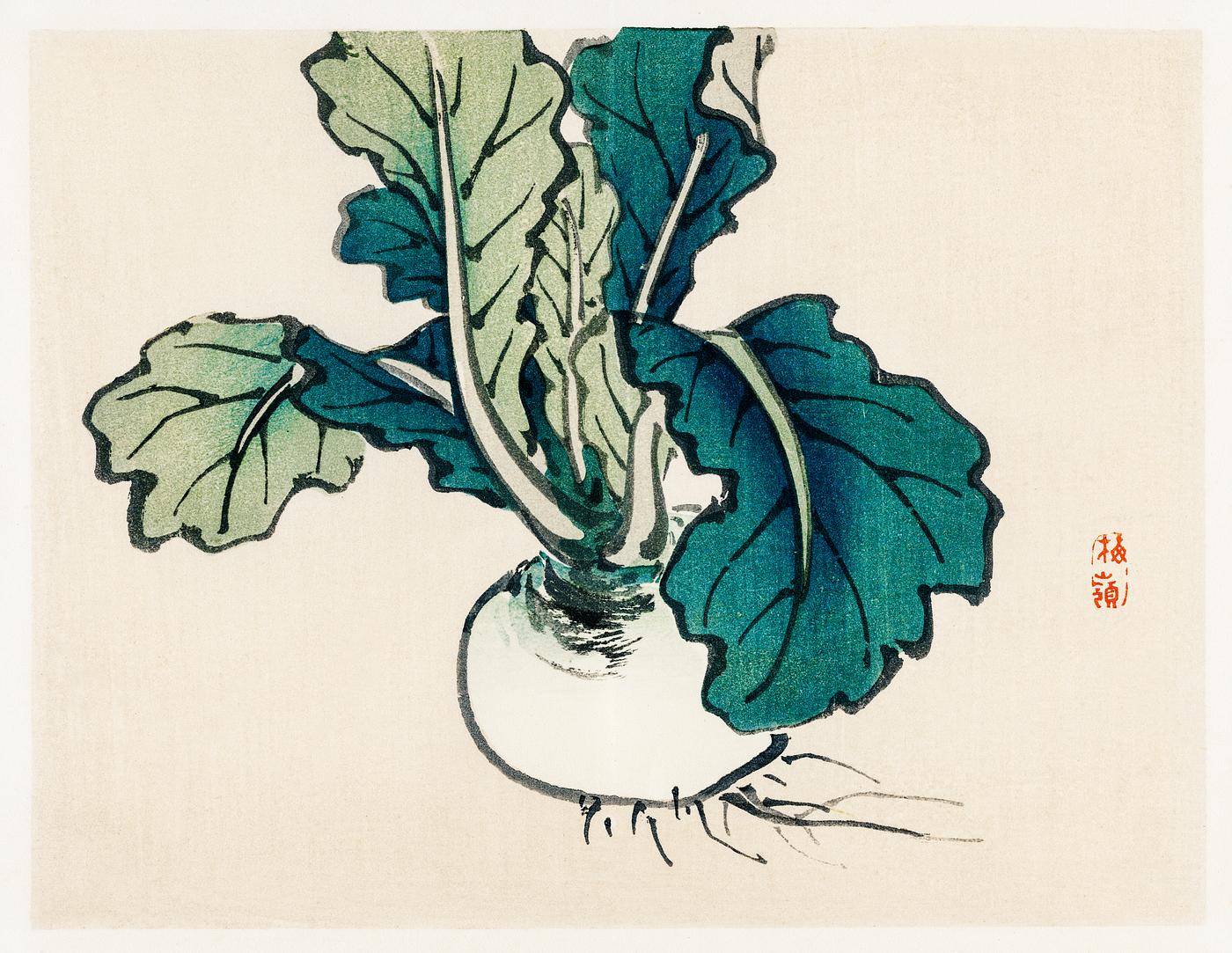 Radish by Kōno Bairei (1844-1895). Digitally enhanced from our own original 1913 edition of Barei Gakan. Radish by Kōno Bairei (1844-1895). Digitally enhanced from our own original 1913 edition of Barei Gakan.