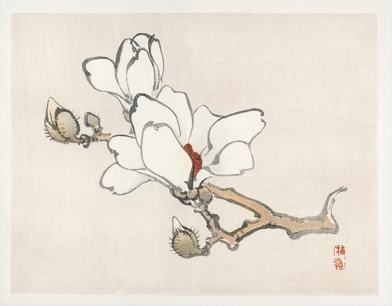Magnolia by Kōno Bairei (1844-1895). Digitally enhanced from our own original 1913 edition of Barei Gakan. Magnolia by Kōno Bairei (1844-1895). Digitally enhanced from our own original 1913 edition of Barei Gakan.